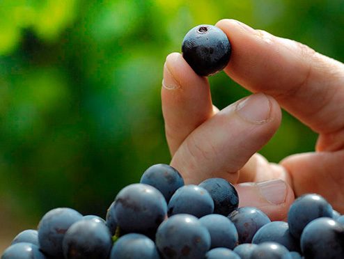 Bonjour tout le monde !